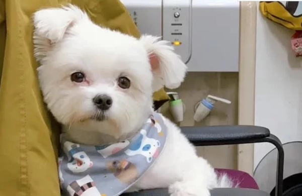 The puppy became famous because of his 