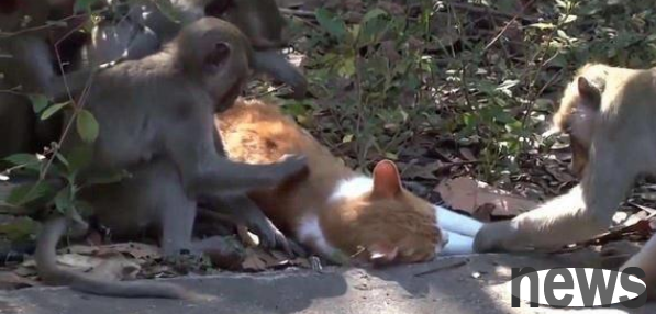 The monkey openly teased the cat, and the cat actually resorted to this trick. It was so funny.