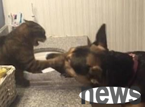 A German shepherd dog fought with a cat for a long time. The dog was joking but the cat was really angry.