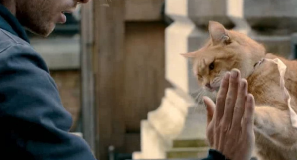 A kind man rescued a stray cat and put it on by cutting holes in his socks. The cat instantly became cool and cute.