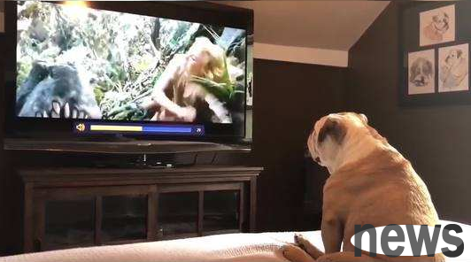 The dog secretly watched a horror movie, and the owner recorded the whole process. Can he control himself not to laugh after watching it?