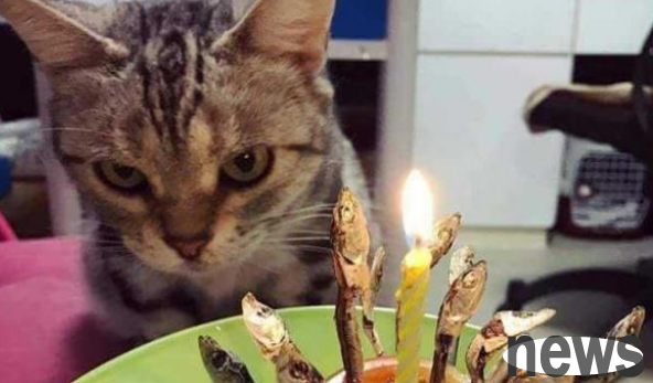 envious! The cat owner celebrates his birthday with cakes, candles, and mysterious surprises.