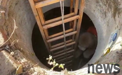 The pet dog accidentally fell into the dry well, and the fire department set up a ladder to 