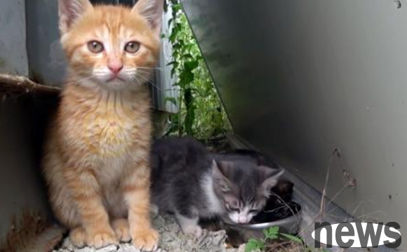 A stray cat came to my door several times begging for food, but was packed up and taken away every time. After following it, I discovered the heart-warming truth.