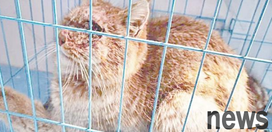 Haiyan County rescues an injured desert cat