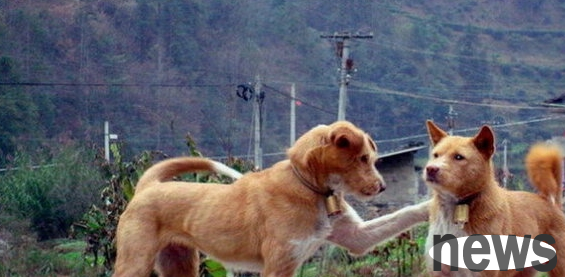 It is an excellent native hunting dog in my country. It is the same ancestry as the Xiasi dog. It is now endangered and cannot be found anywhere.