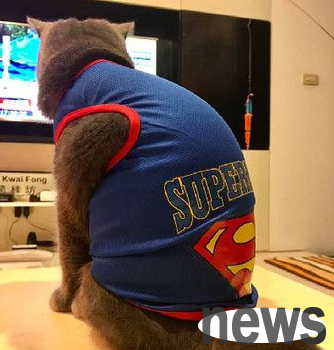 The cute cat wears a large 2XL superman costume and turns it into a tights. Kui Wu s back is photographed