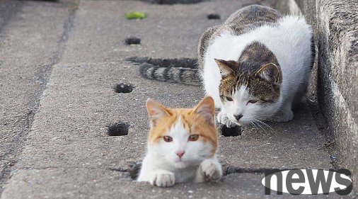 The young man heard the sound of a cat before driving, and when he got out of the car, he was overjoyed. Netizens said: Even cats know how to look for wealthy people!