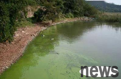 The owner took the dog to swim in the river, but half an hour later... the dog turned out to be brain dead!