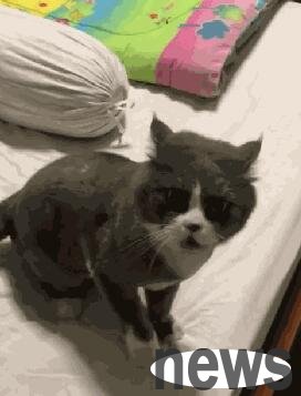 The owner stopped the cat from playing in the room, and the cat’s reaction made netizens laugh. Netizens said that the cat may be mentally ill.
