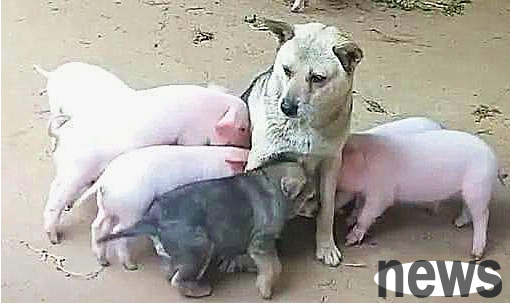 The owner heard a wailing sound and thought the dog had an accident while breastfeeding. When he went out to see it, he was speechless.