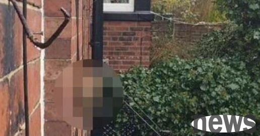 What happened to the cat boss? He was glared at by the neighbor’s cat.