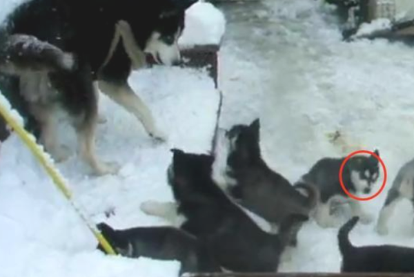 The dog mother got bored even before the baby was weaned, so she sneaked out to have fun, only to end up with a bunch of followers.