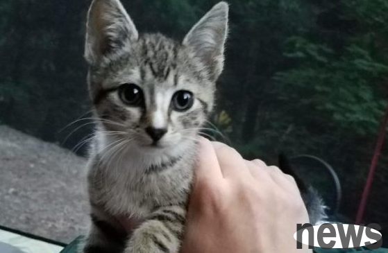 Super cute cat who chooses her own cat slave and even breaks into the tent in the middle of the night