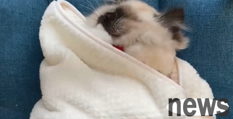 The granddaughter told her grandma to add clothes to the cat. After a while, she received the video. After watching it: I will kiss grandma.