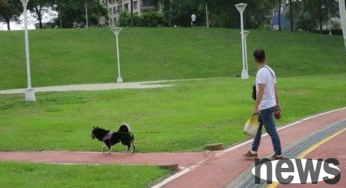 The owner was walking his dog without a leash, and the big black dog bit the neighbor’s Labrador, and he still got away with it.