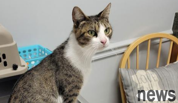 A man was tricked by a stray cat and pretended to be pitiful. After being successfully adopted, his family 